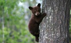 Smoky Mountain Black Bears & Electric Vehicle Charging Stations